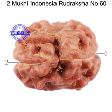 Load image into Gallery viewer, 2 Mukhi Rudraksha from Indonesia - Bead No. 60