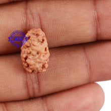 Load image into Gallery viewer, 2 Mukhi Rudraksha from Indonesia - Bead No. 65