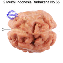 Load image into Gallery viewer, 2 Mukhi Rudraksha from Indonesia - Bead No. 65