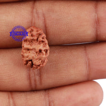 Load image into Gallery viewer, 2 Mukhi Rudraksha from Indonesia - Bead No 68