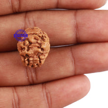 Load image into Gallery viewer, 2 Mukhi Rudraksha from Nepal - Bead No. 113