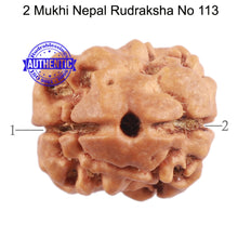 Load image into Gallery viewer, 2 Mukhi Rudraksha from Nepal - Bead No. 113