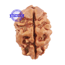 Load image into Gallery viewer, 2 Mukhi Rudraksha from Nepal - Bead No. 113