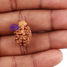 Load image into Gallery viewer, 2 Mukhi Rudraksha from Nepal - Bead No. 115
