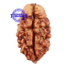 Load image into Gallery viewer, 2 Mukhi Rudraksha from Nepal - Bead No. 115