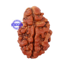Load image into Gallery viewer, 2 Mukhi Rudraksha from Nepal - Bead No. 96