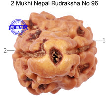 Load image into Gallery viewer, 2 Mukhi Rudraksha from Nepal - Bead No. 96