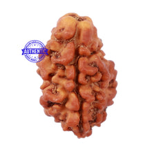 Load image into Gallery viewer, 2 Mukhi Rudraksha from Nepal - Bead No. 96