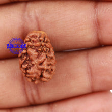 Load image into Gallery viewer, 2 Mukhi Rudraksha from Nepal - Bead No. 97
