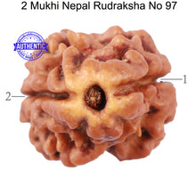 Load image into Gallery viewer, 2 Mukhi Rudraksha from Nepal - Bead No. 97