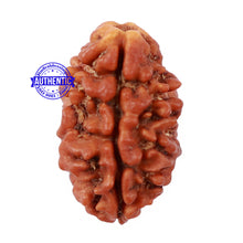 Load image into Gallery viewer, 2 Mukhi Rudraksha from Nepal - Bead No. 97
