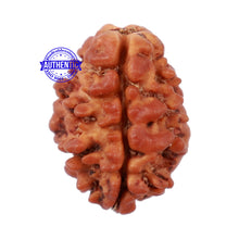 Load image into Gallery viewer, 2 Mukhi Rudraksha from Nepal - Bead No. 98