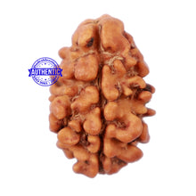 Load image into Gallery viewer, 2 Mukhi Rudraksha from Nepal - Bead No. 99