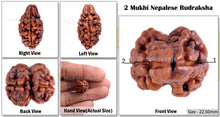 Load image into Gallery viewer, 2 Mukhi Rudraksha from Nepal - Bead No. 48
