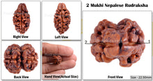 Load image into Gallery viewer, 2 Mukhi Rudraksha from Nepal - Bead No. 48