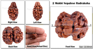 2 Mukhi Rudraksha from Nepal - Bead No. 48