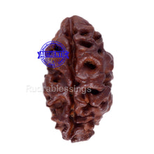 Load image into Gallery viewer, 2 Mukhi Rudraksha from Nepal - Bead No. 56