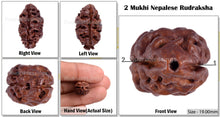 Load image into Gallery viewer, 2 Mukhi Rudraksha from Nepal - Bead No. 56