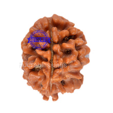 Load image into Gallery viewer, 2 Mukhi Rudraksha from Nepal - Bead No. 58
