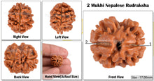 Load image into Gallery viewer, 2 Mukhi Rudraksha from Nepal - Bead No. 58