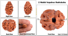 Load image into Gallery viewer, 2 Mukhi Rudraksha from Nepal - Bead No. 66