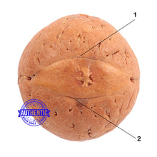 Load image into Gallery viewer, 2 Line Buddha Chitta - Bead No. 1