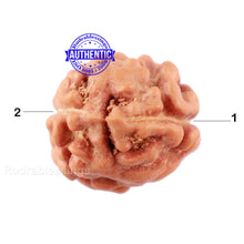 Load image into Gallery viewer, 2 Mukhi Rudraksha from Indonesia - Bead No. 124