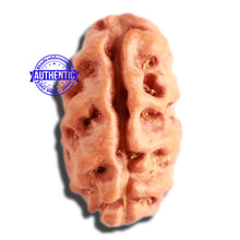 Load image into Gallery viewer, 2 Mukhi Rudraksha from Indonesia - Bead No. 138