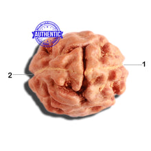 Load image into Gallery viewer, 2 Mukhi Rudraksha from Indonesia - Bead No. 142