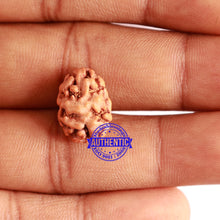 Load image into Gallery viewer, 2 Mukhi Rudraksha from Indonesia - Bead No. 143