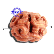 Load image into Gallery viewer, 2 Mukhi Rudraksha from Indonesia - Bead No. 143