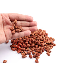 Load image into Gallery viewer, 2 Mukhi Rudraksha from Indonesia (Big Size) - 100 beads pack
