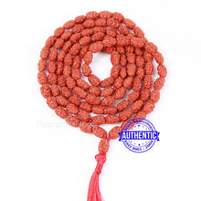 Load image into Gallery viewer, Smooth 2 Mukhi Rudraksha Mala - 6 (54+1)