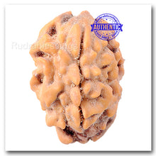 Load image into Gallery viewer, 2 Mukhi Rudraksha from India
