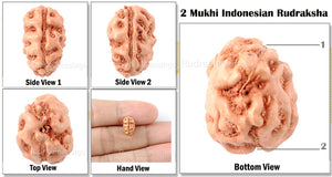 2 Mukhi Rudraksha from Indonesia  (Standard Size)