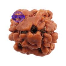 Load image into Gallery viewer, 2 Mukhi Rudraksha from Nepal - Bead No. 88