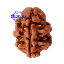 Load image into Gallery viewer, 2 Mukhi Rudraksha from Nepal - Bead No. 88