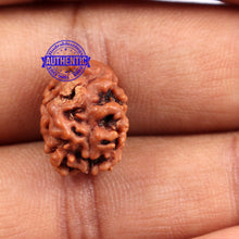 Load image into Gallery viewer, 2 Mukhi Rudraksha from Nepal - Bead No. 88
