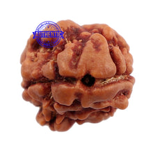 Load image into Gallery viewer, 2 Mukhi Rudraksha from Nepal - Bead No. 89