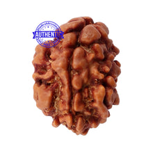 Load image into Gallery viewer, 2 Mukhi Rudraksha from Nepal - Bead No. 89