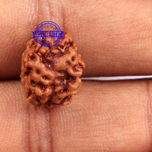 Load image into Gallery viewer, 2 Mukhi Rudraksha from Nepal - Bead No. 89