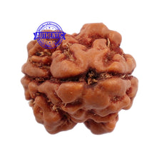 Load image into Gallery viewer, 2 Mukhi Rudraksha from Nepal - Bead No. 91