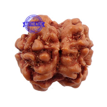 Load image into Gallery viewer, 2 Mukhi Rudraksha from Nepal - Bead No. 91