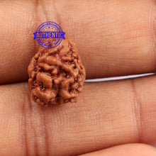Load image into Gallery viewer, 2 Mukhi Rudraksha from Nepal - Bead No. 91