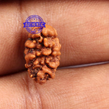 Load image into Gallery viewer, 2 Mukhi Rudraksha from Nepal - Bead No. 95