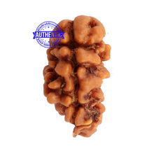 Load image into Gallery viewer, 2 Mukhi Rudraksha from Nepal - Bead No. 95