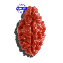 Load image into Gallery viewer, 2 Mukhi Rudraksha from Nepal - Bead No. 123