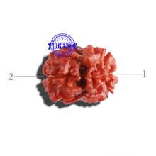 Load image into Gallery viewer, 2 Mukhi Rudraksha from Nepal - Bead No. 123