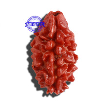 Load image into Gallery viewer, 2 Mukhi Rudraksha from Nepal - Bead No. 123