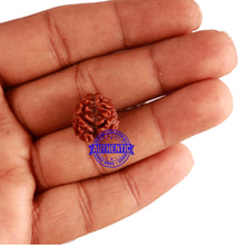 Load image into Gallery viewer, 2 Mukhi Rudraksha from Nepal - Bead No. 124